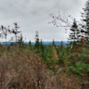 Meet your Posher, Rose